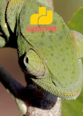 动物封神榜封面图