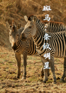 斑马条纹明星