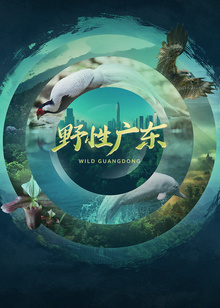 野性广东封面图