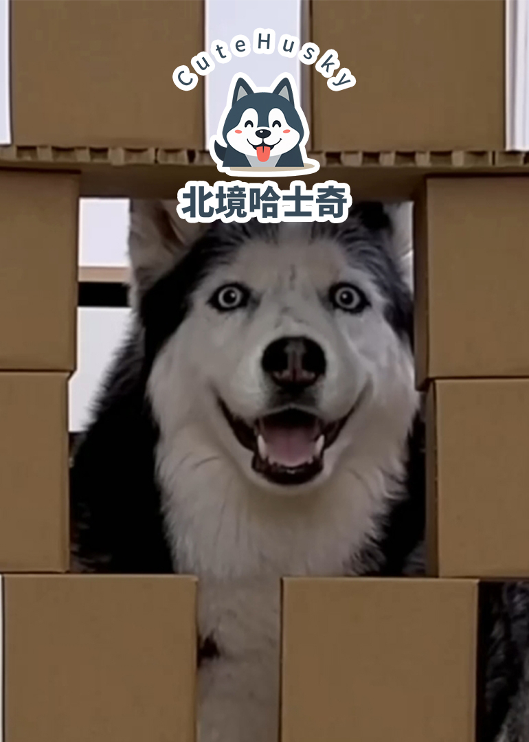 北境哈士奇