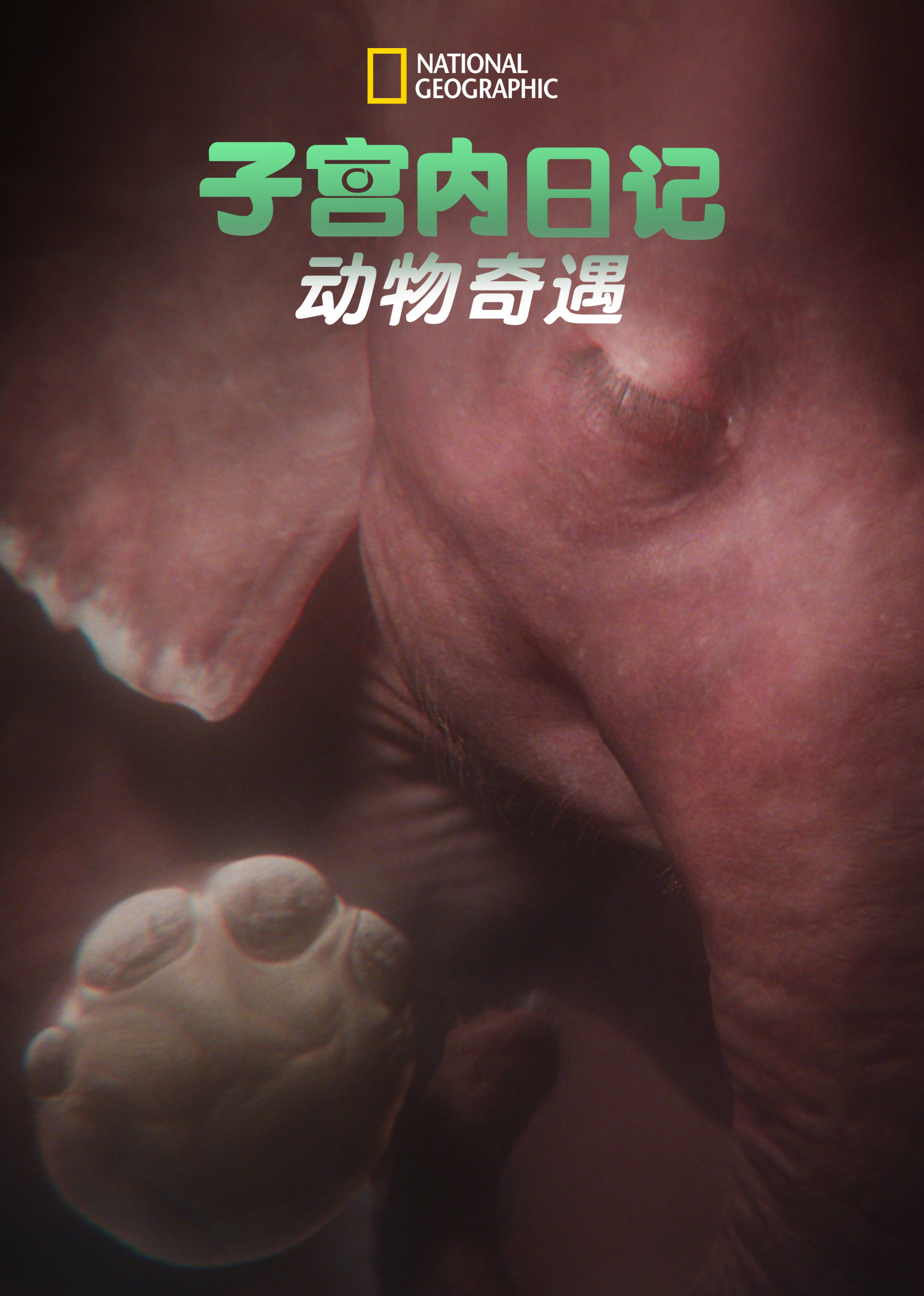 子宫内日记：动物奇遇 第1季