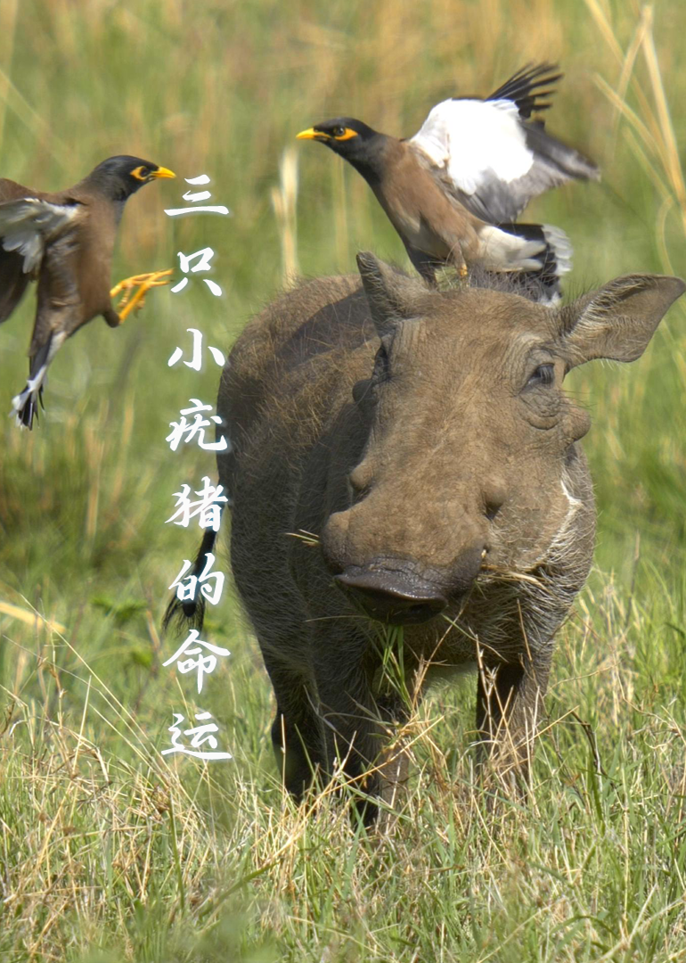 三只小疣猪的命运}