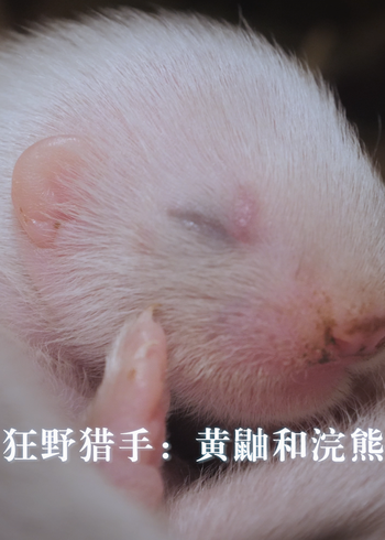 狂野猎手: 黄鼬和浣熊