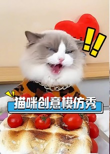 猫咪创意模仿秀