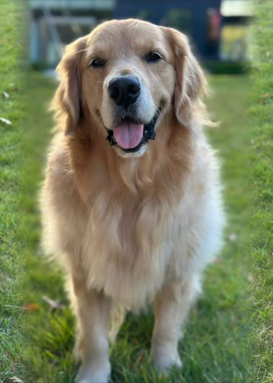 冻玉米肉肉封面图