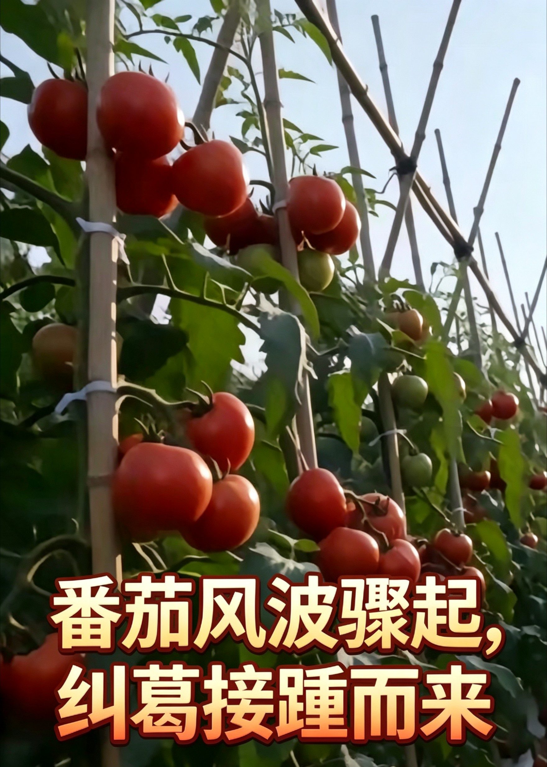 番茄风波骤起，纠葛接踵而来封面图