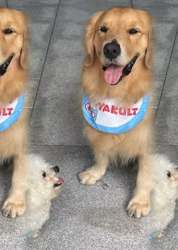 曼曼的漫剧123封面图