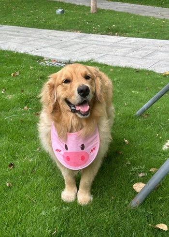 满满的横屏小封面图