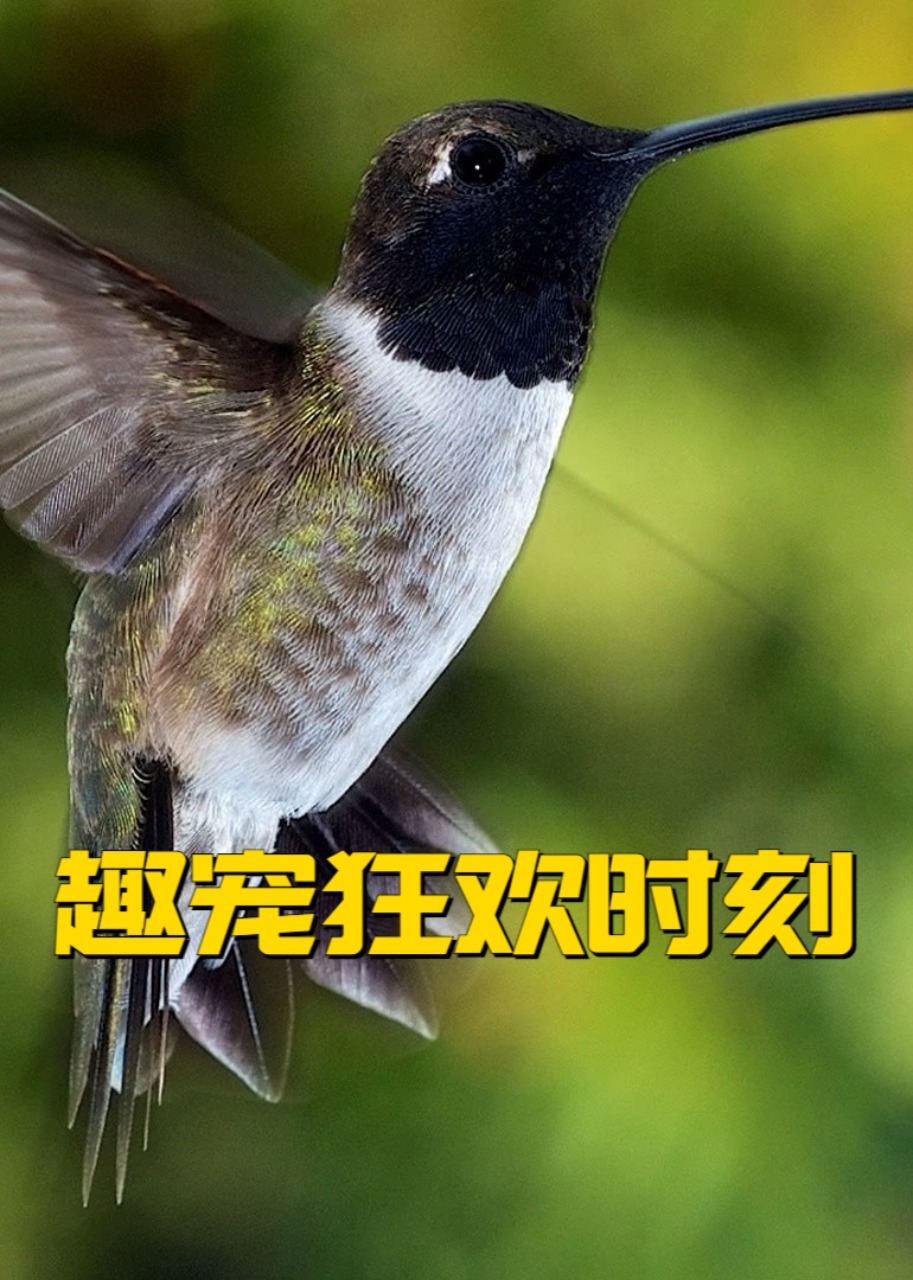 趣宠狂欢时刻封面图