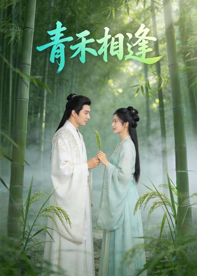 青禾相逢封面图