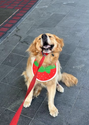 满满的短剧1鼠的鼠的封面图