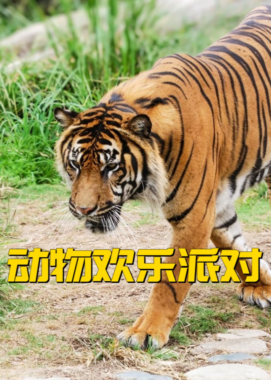 动物欢乐派对封面图