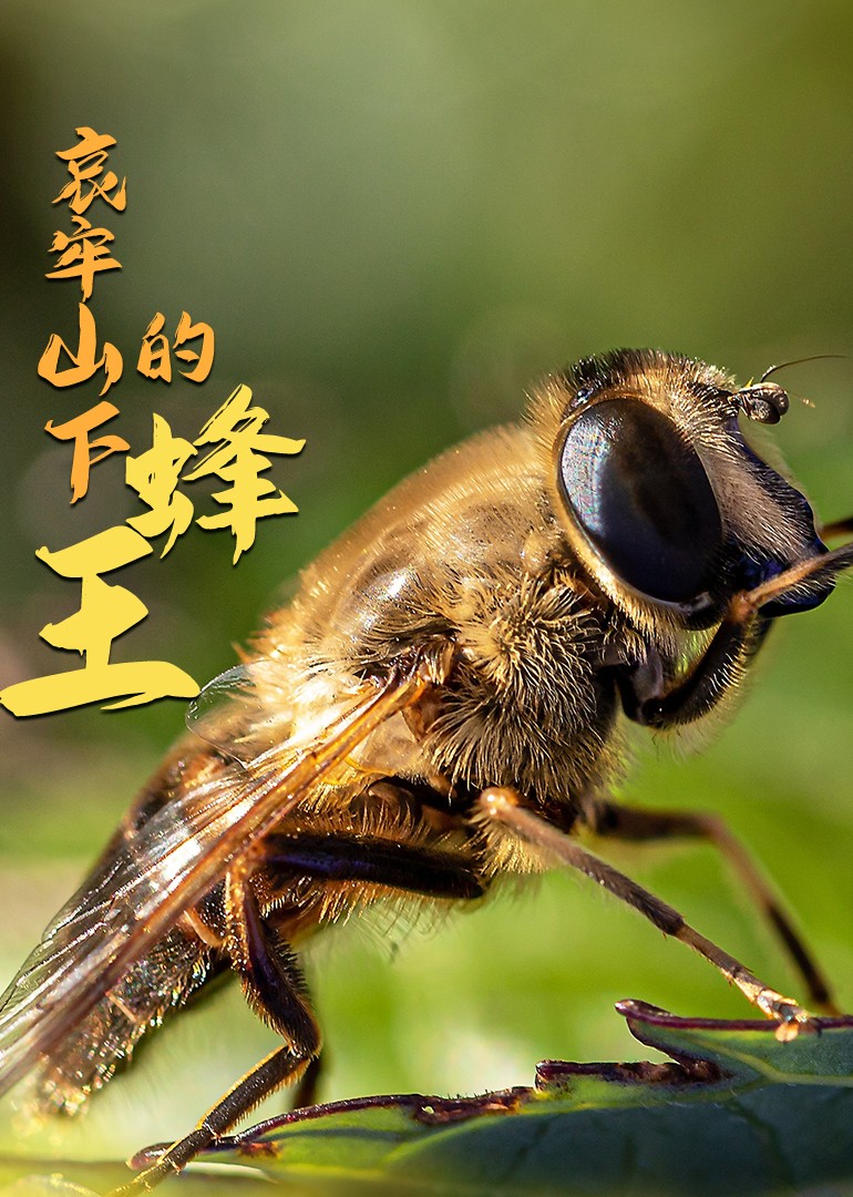 哀牢山下的蜂王