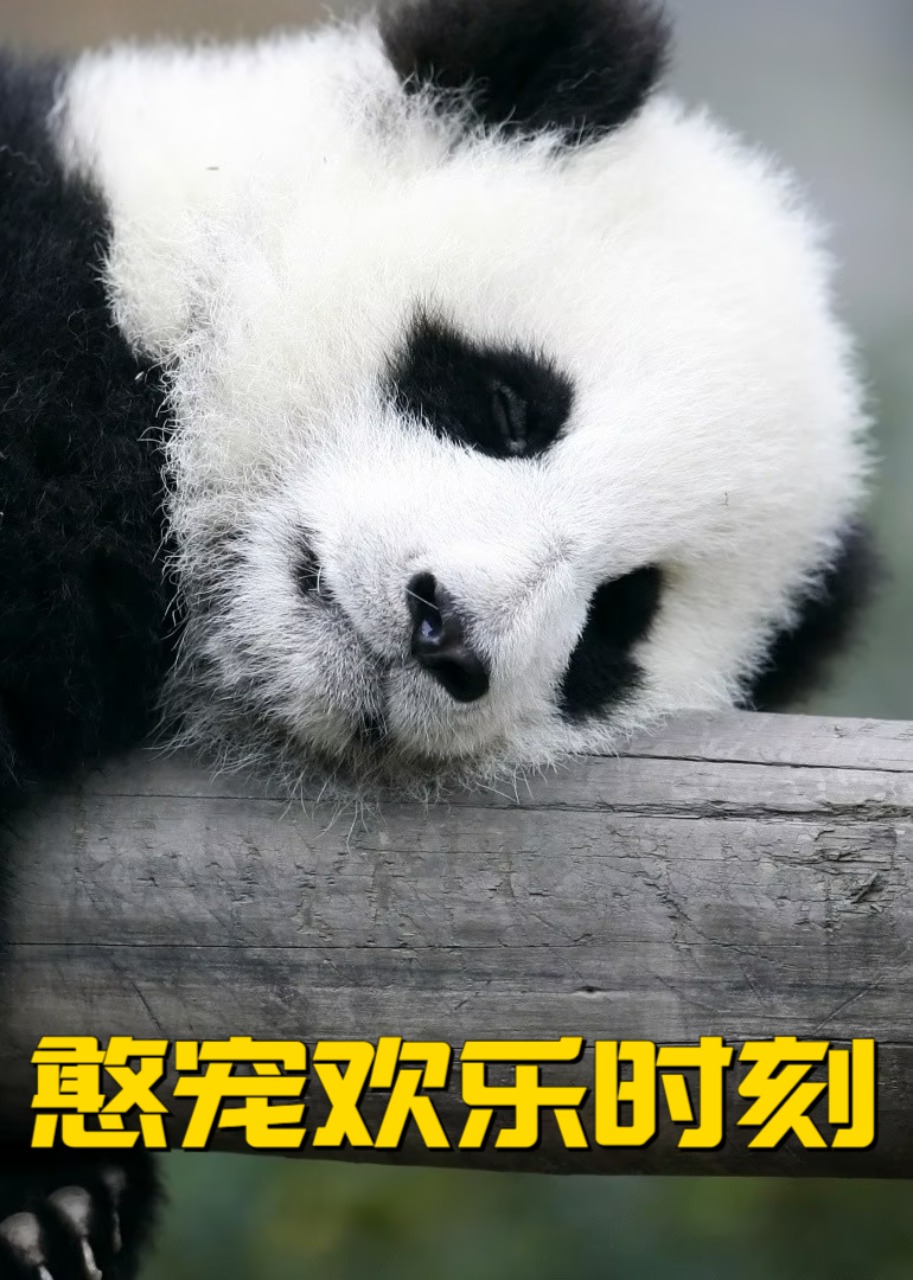 憨宠欢乐时刻封面图