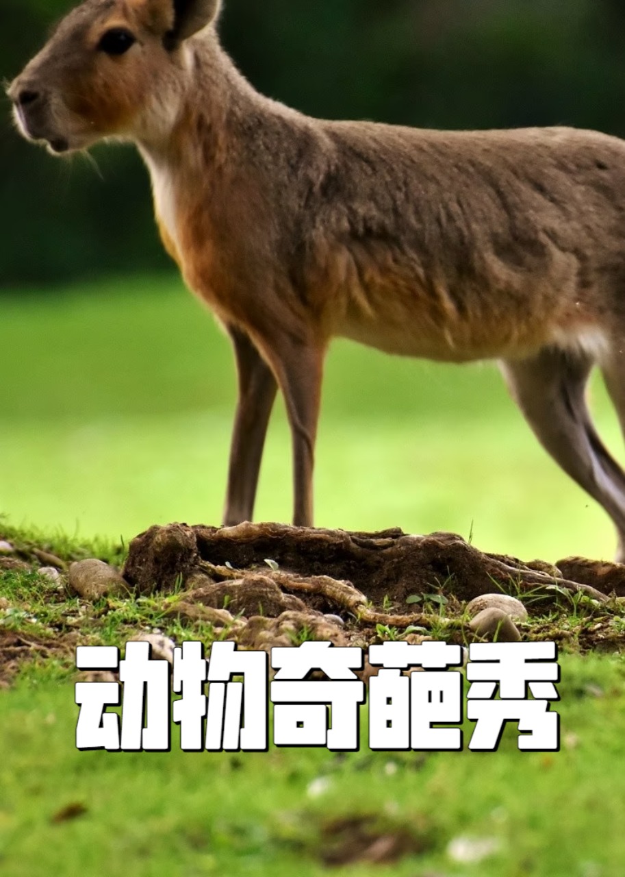 动物奇葩秀封面图