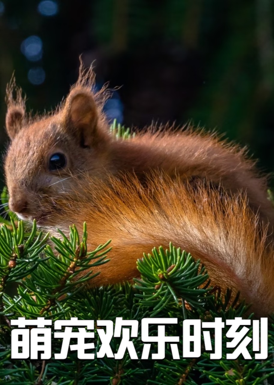 萌宠欢乐时刻封面图