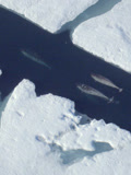 北极虎鲸