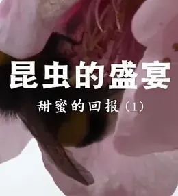 昆虫的盛宴